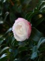 camelia invernale